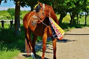 horse in stadium at european soccer championship