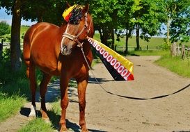 horse at european soccer championship on a sunny day