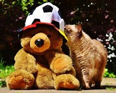 cat and the bear European Championship Football