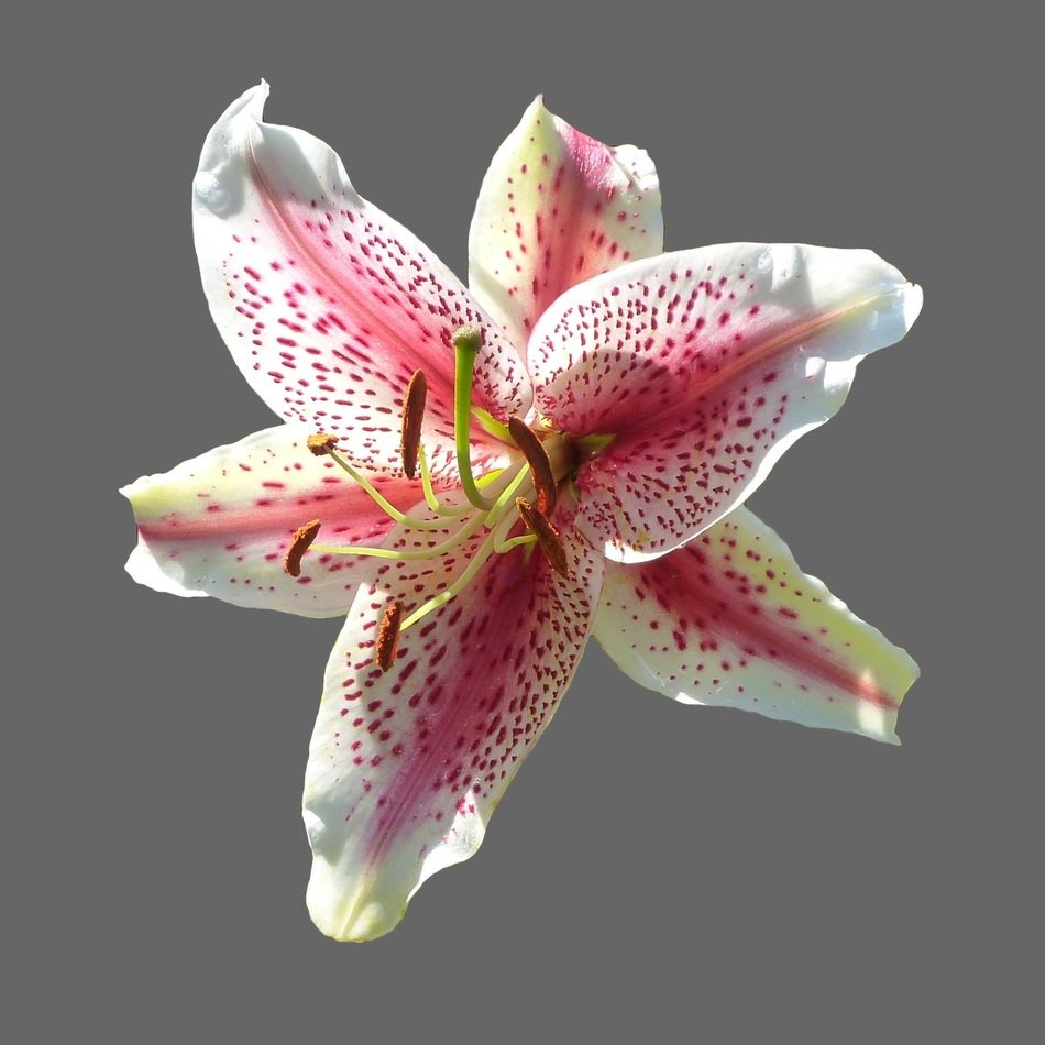 beautiful and cute Lily Blossom