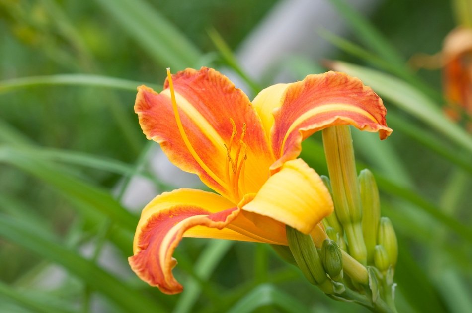 beautiful and cute Daylily Grass