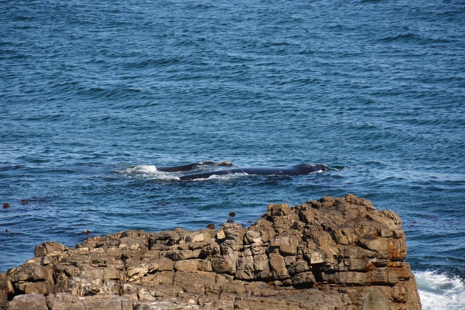 whale on the coast in South Africa