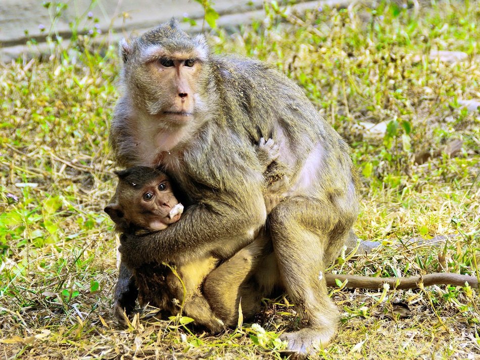 monkey family in a park in cambodia