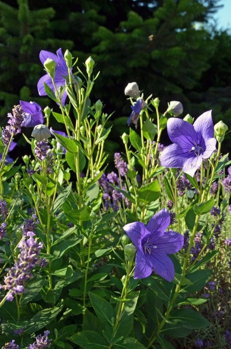 purple chinese Flowers