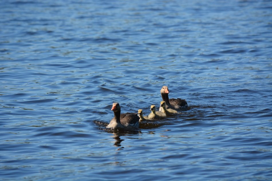 family of gray geese on the water