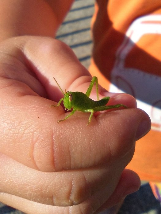 Green Grasshopper in hand