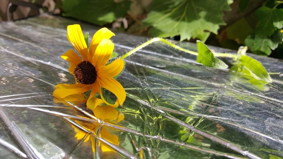 rudbeckia Flower with Reflection on foil