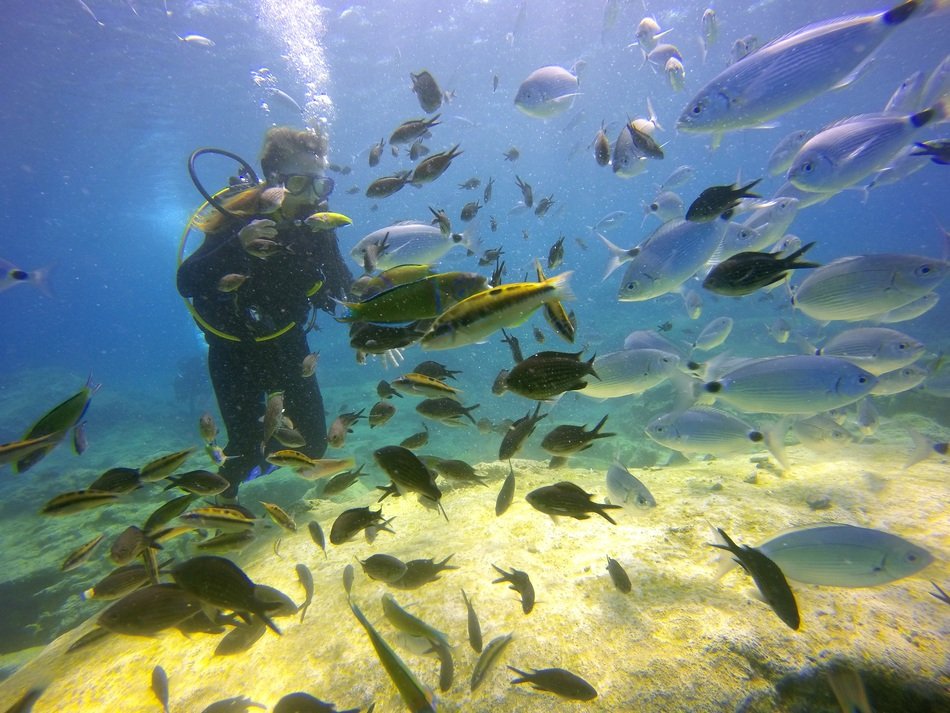 diving among a variety of fish