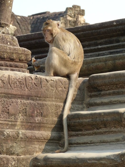 monkey on the stairs of temple complex in Cambodia