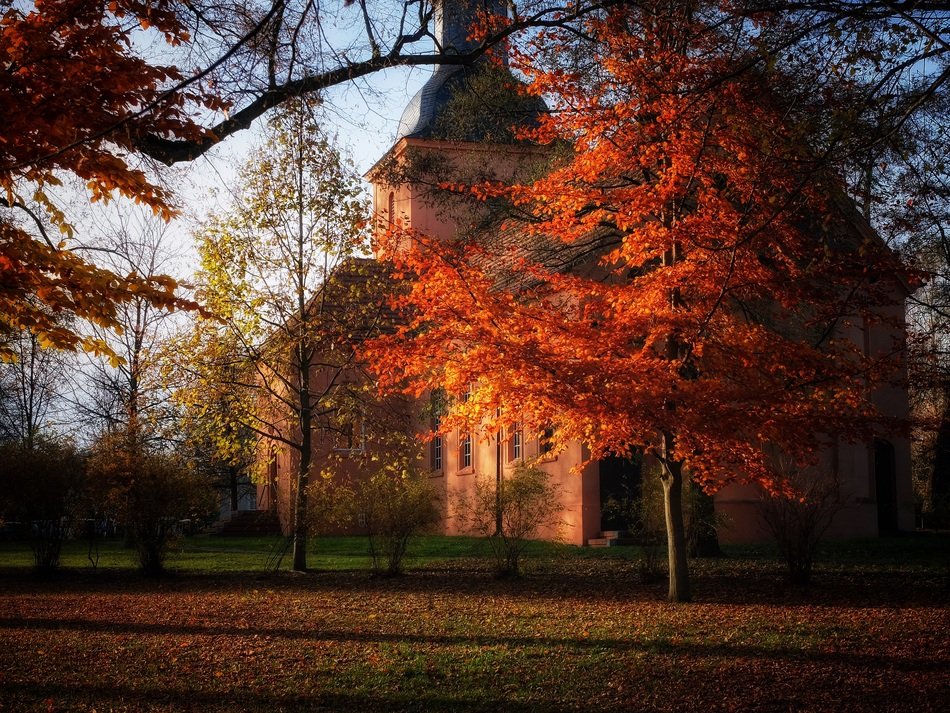 autumn trees in front of the church in november