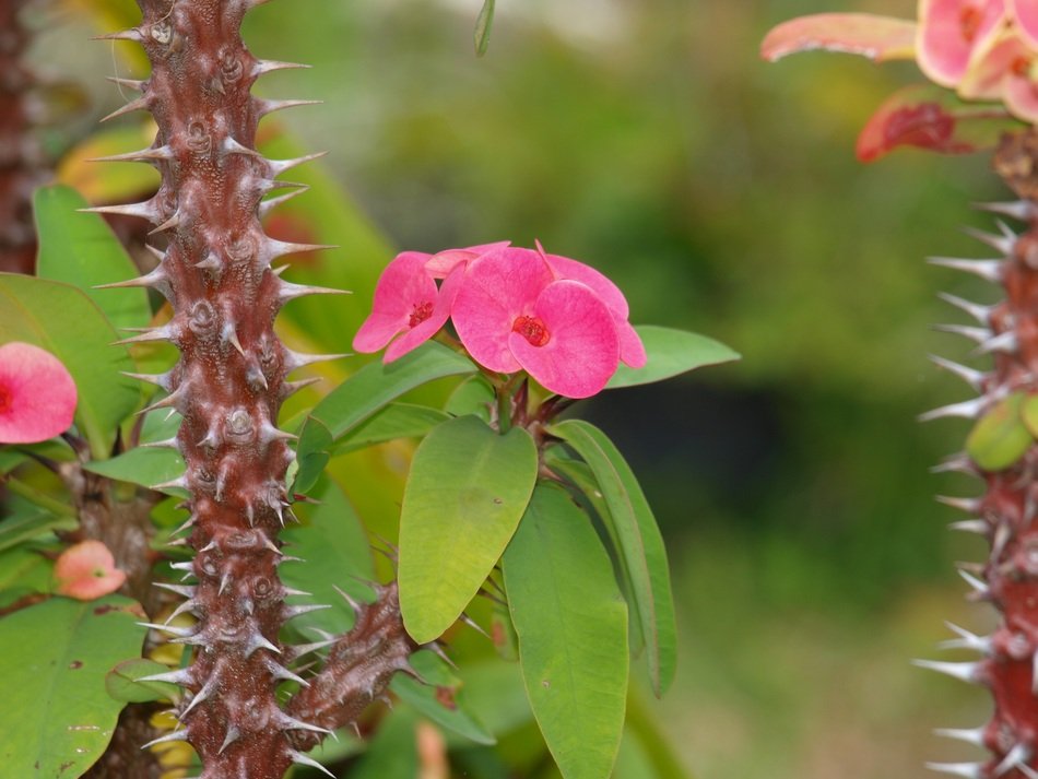 Thorns Of Christ flower close-up on blurred background