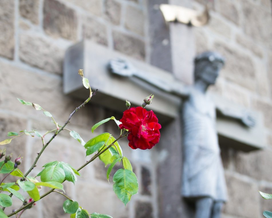 rose bush near Christian church
