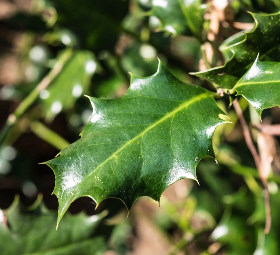 sunlight on green holly leaves