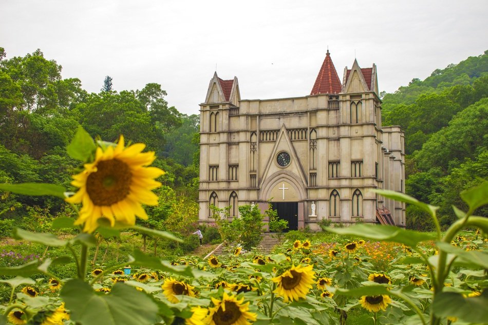 Field with sunflowers near the English church