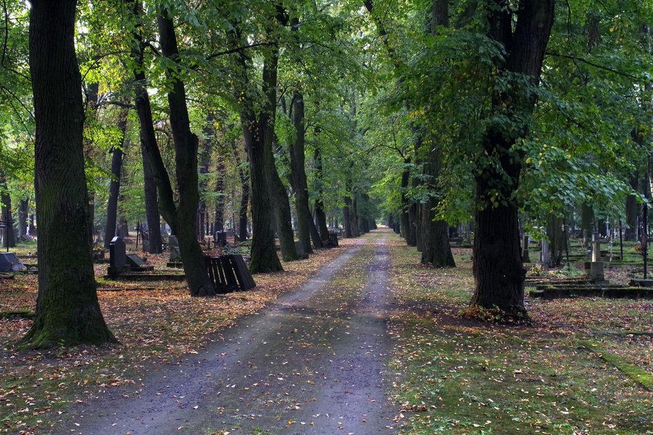 green park by the road