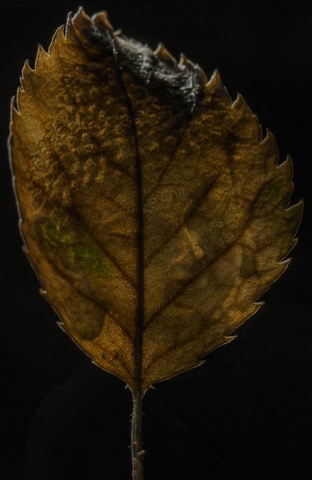 buddha head on autumn leaf on a black background