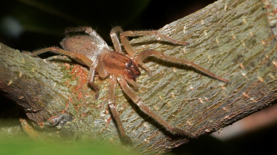 yellow bag spider on tree