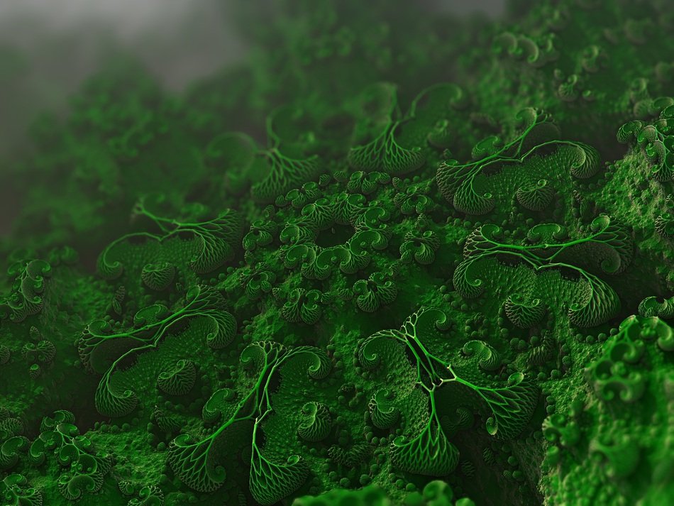 Green small microscopic organism