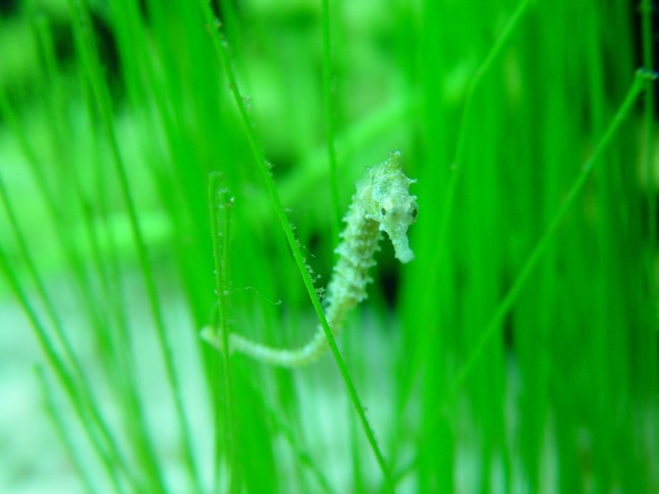 seahorse in green seaweed close up