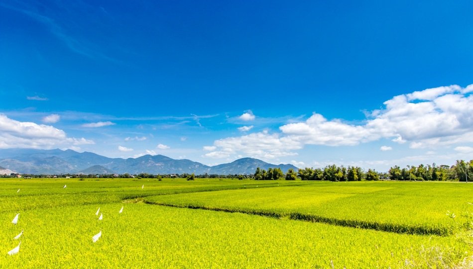 wide green field in the summer
