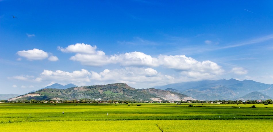 endless rice fields at the foot of the mountains