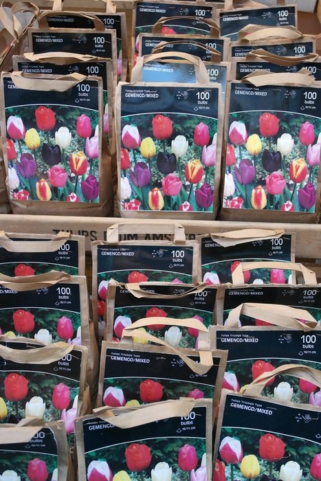 tulip seeds in a store