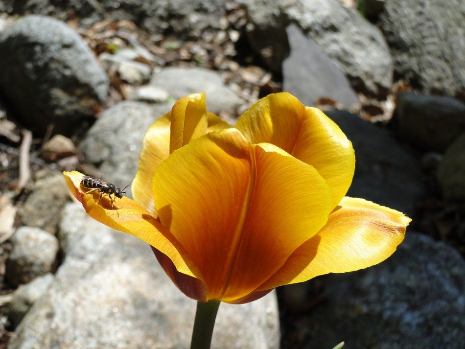 orange tulip blooming on sun at stones