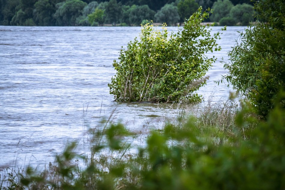 high water on the Rhine river with plants after the flood