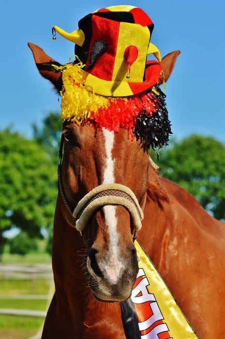 horse in a funny hat in the stadium on a sunny day