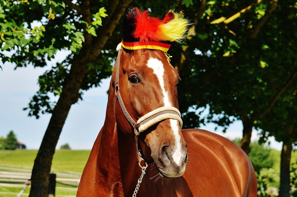 horse with decoration in colors of german flag