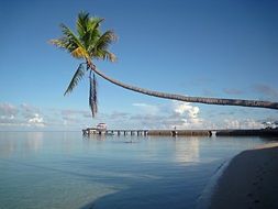 long palm tree bended above sea in view of pier, Indonesia, Sulawesi, Wakatobi
