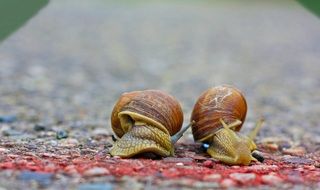 Snails Race