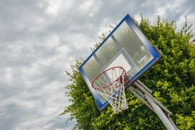 basketball hoop near a green tree
