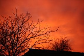 tree against a bright orange sky