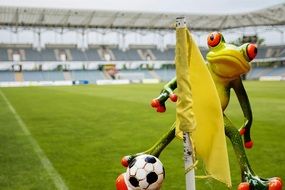 funny frog on the football field