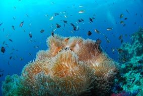 rich underwater world