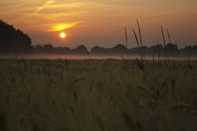 morning sky over the field