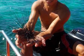 sea ââurchin in Philippines