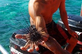 sea urchin in hand, philippines
