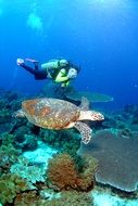 diver swims near the turtle under water