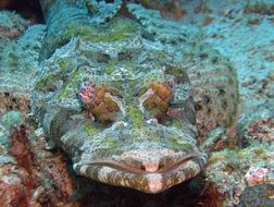 fauna of the underwater world in the philippines