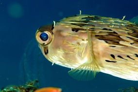 closeup picture of wild fish