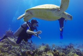 huge turtle and scuba diver