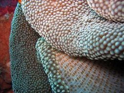 underwater coral in indonesia close up