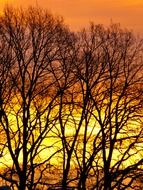 yellow wintry sky in early morning