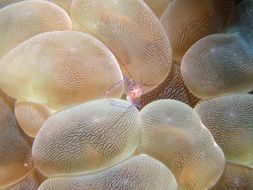 underwater fauna of Philippines