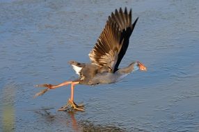 bird runs on water