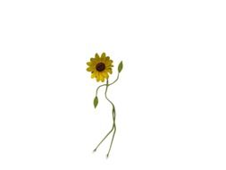 isolated funny flower