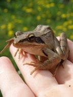 brown Frog on personâs hand