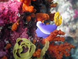 coral riefs in Indonesia